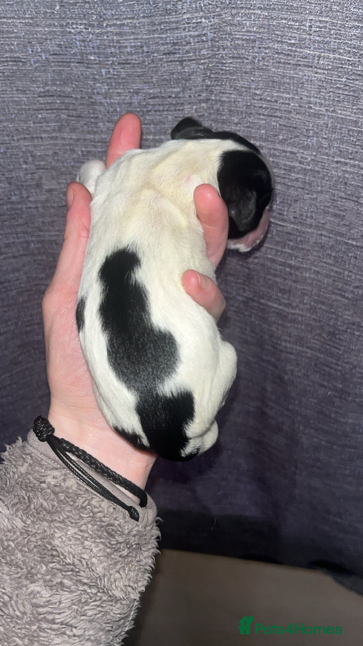 Sprocker Puppy 3
