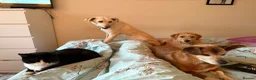 Mixed Breed dogs for adoption: Looby Lou - March Cambs  in March - Advert 18