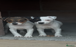 Jack Russell dogs for sale: Jack russel puppies  - Image 16
