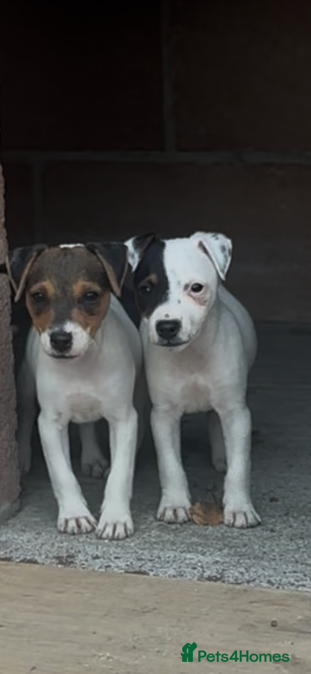 Jack Russell dogs for sale: Jack russel puppies  - Image 16