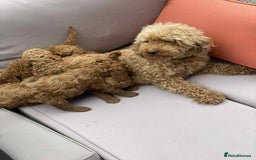 Cockapoo dogs for sale: Miniature cockapoo  - Image 10