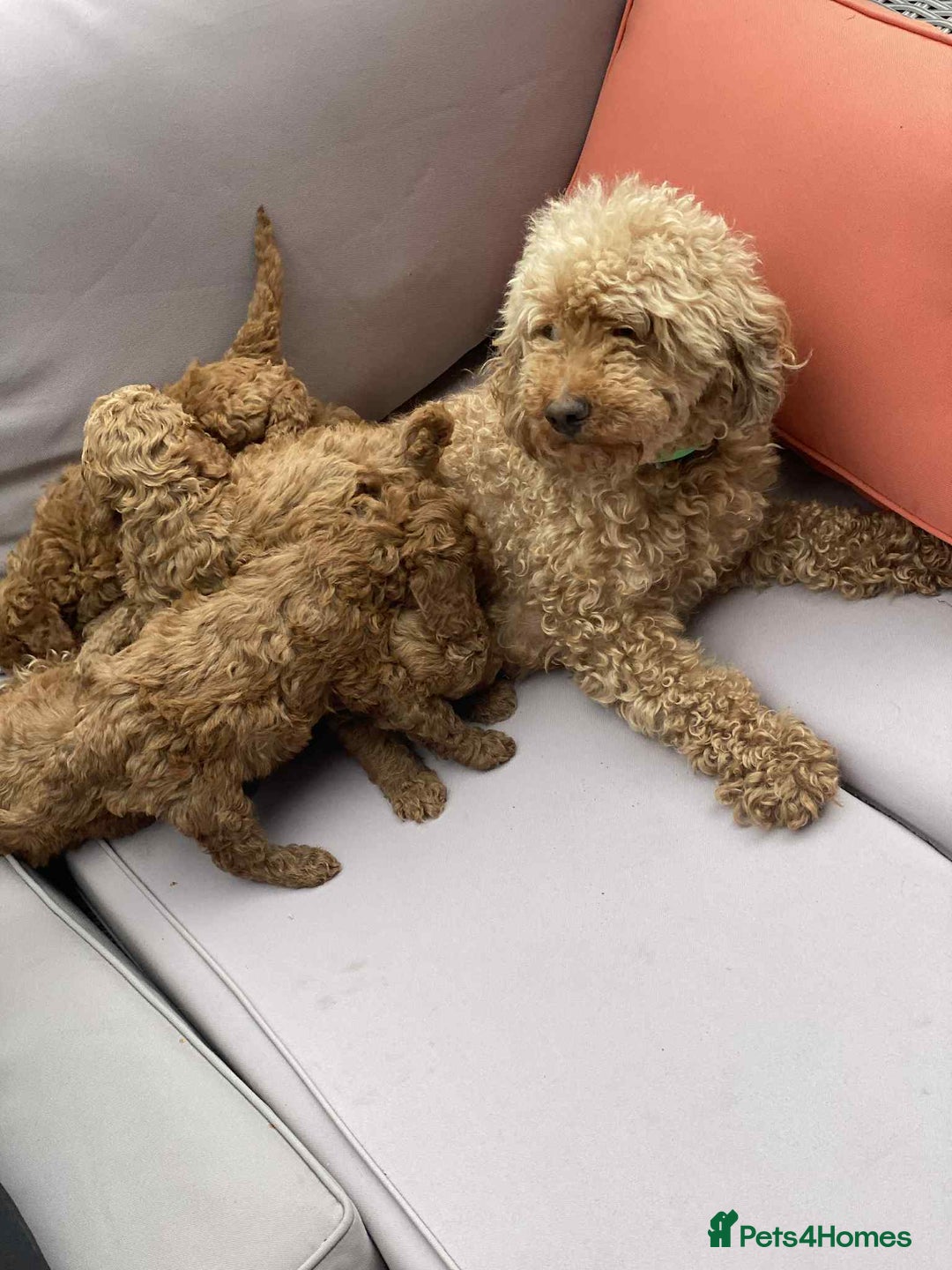 Cockapoo dogs for sale: Miniature cockapoo  - Image 10