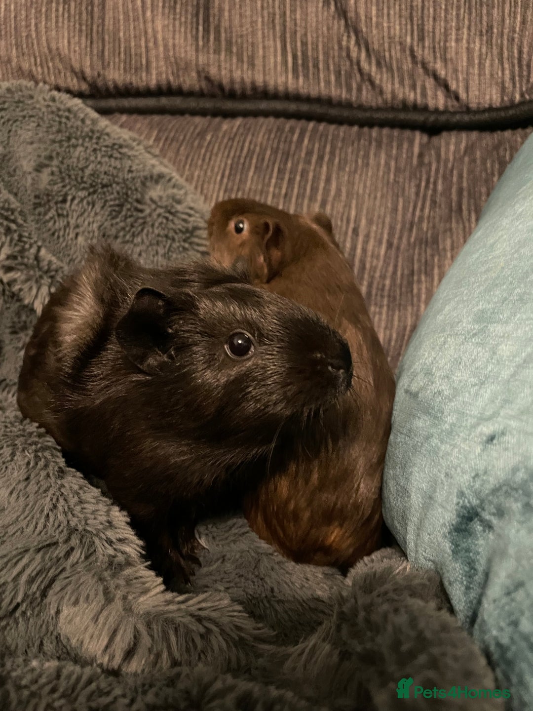 Guinea Pig rodents for sale: 2 baby girl guinea pigs  - Image 6