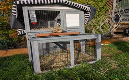 Tan rabbits for sale: Beautiful baby GUINEA PIGS - Image 23