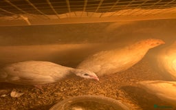 Mixed Breed birds for sale: Quail  - Image 3