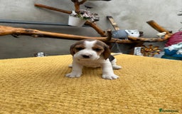 Beagle dogs for sale: Beagle puppies ready soon💕 - Image 10