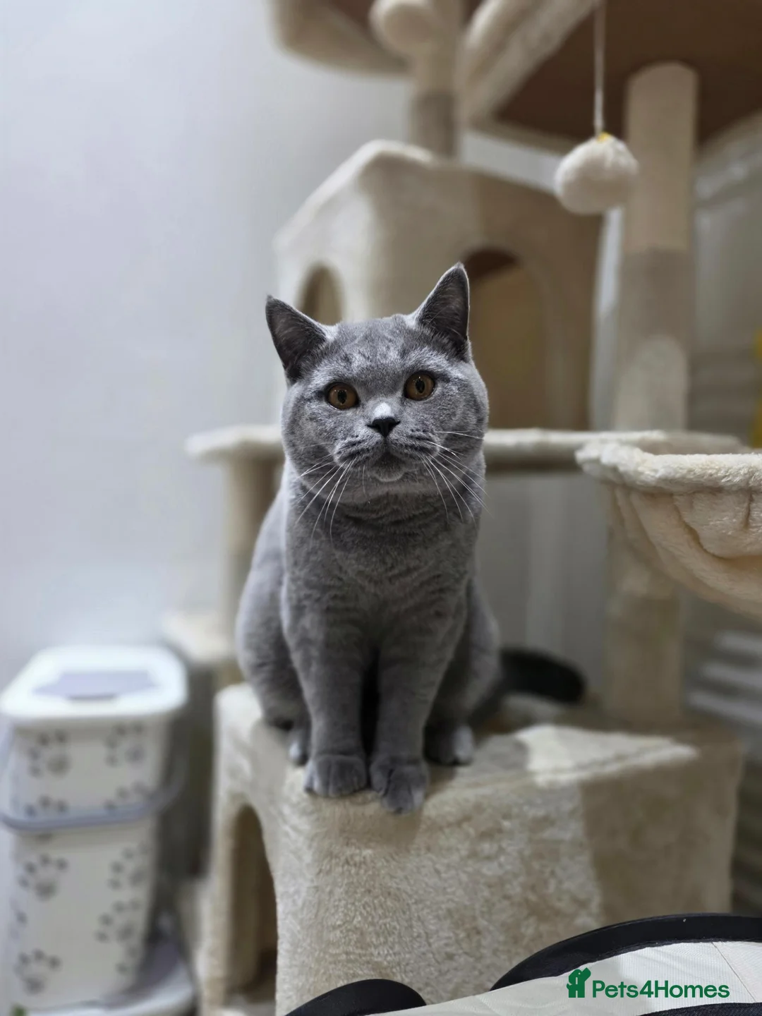 Scottish Fold cats for sale: Stunning Scottish Straight/British Shorthair MALE - Advert 9