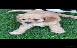 Cavapoo dogs for sale: ***** cavapoo pups ready now ***** - Image 4