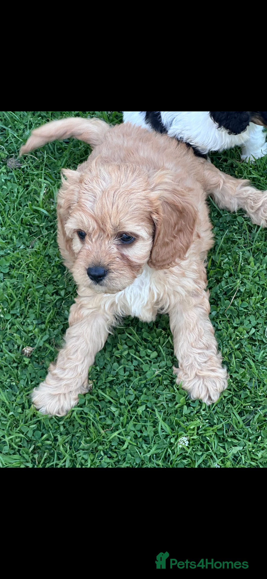 Cavapoo dogs for sale: ***** cavapoo pups ready now ***** - Image 4
