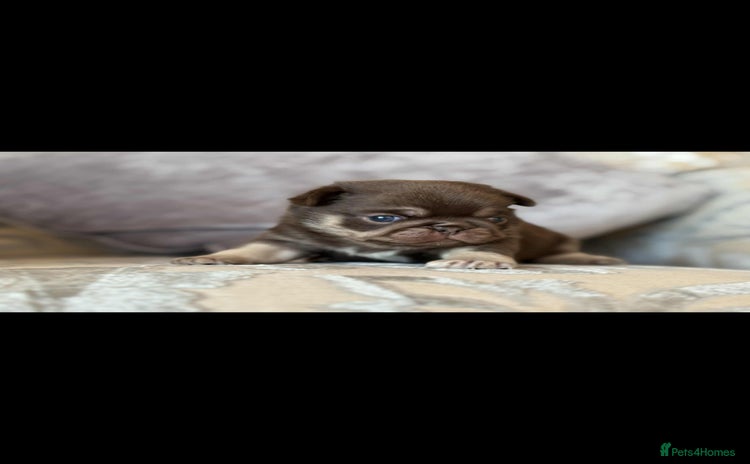 Pug dogs - Advert 1