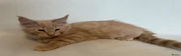 Maine Coon cats for sale: Maine Coon Kittens – 4 Available !!! - Advert 10