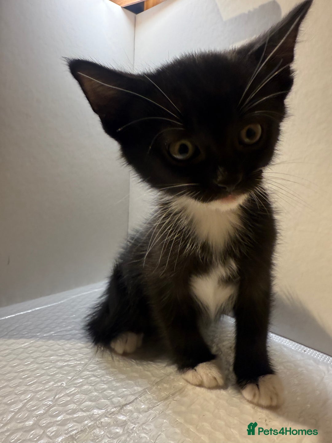 Korat cats for sale: Cute playful kittens ready for their new home 🖤🤍 - Advert 21