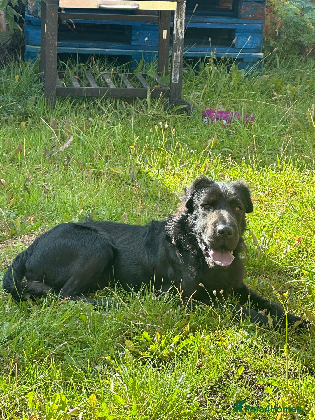 Mixed Breed dogs for sale: Ashly needs a new home asap! 🫶 - Advert 3