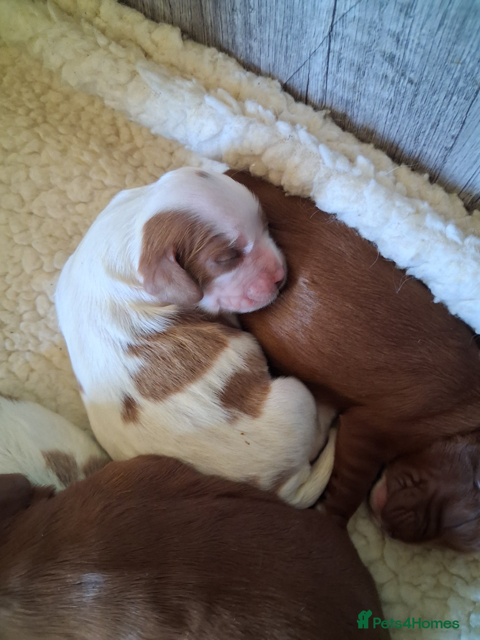 Cavalier King Charles Spaniel dogs Cavalier king Charles fully health tested lines - Advert 2