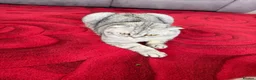Scottish Fold cats for sale: British Shorthair and Scottish Fold kittens - Advert 10