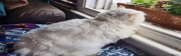 Munchkin cats for sale: Handsome Male Munchkin - Advert 5