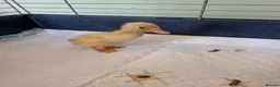 Ducks poultry for sale: Runner Ducklings needing special homes - Advert 2
