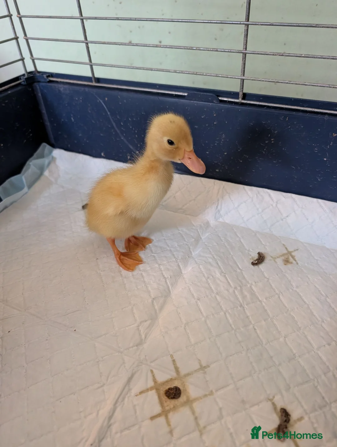 Ducks poultry for sale: Runner Ducklings needing special homes - Advert 2