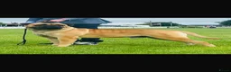 Bullmastiff dogs for sale: Beautiful Bullmastiff Puppies – 2 Boys & 3 Girls - Advert 2