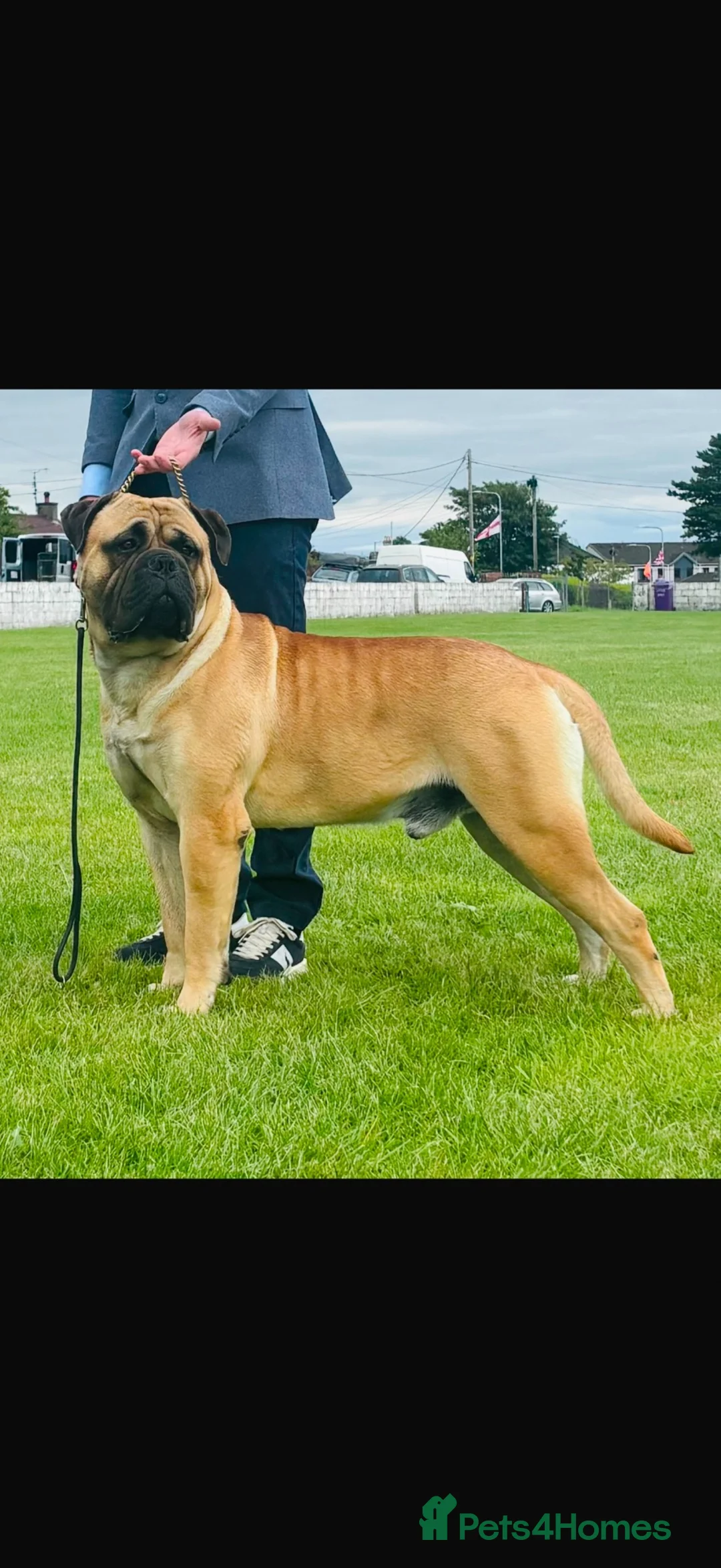 Bullmastiff dogs for sale: Beautiful Bullmastiff Puppies – 2 Boys & 3 Girls - Advert 2