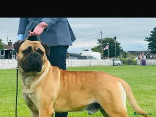 Bullmastiff dogs Beautiful Bullmastiff Puppies – 2 girls . - Advert 2