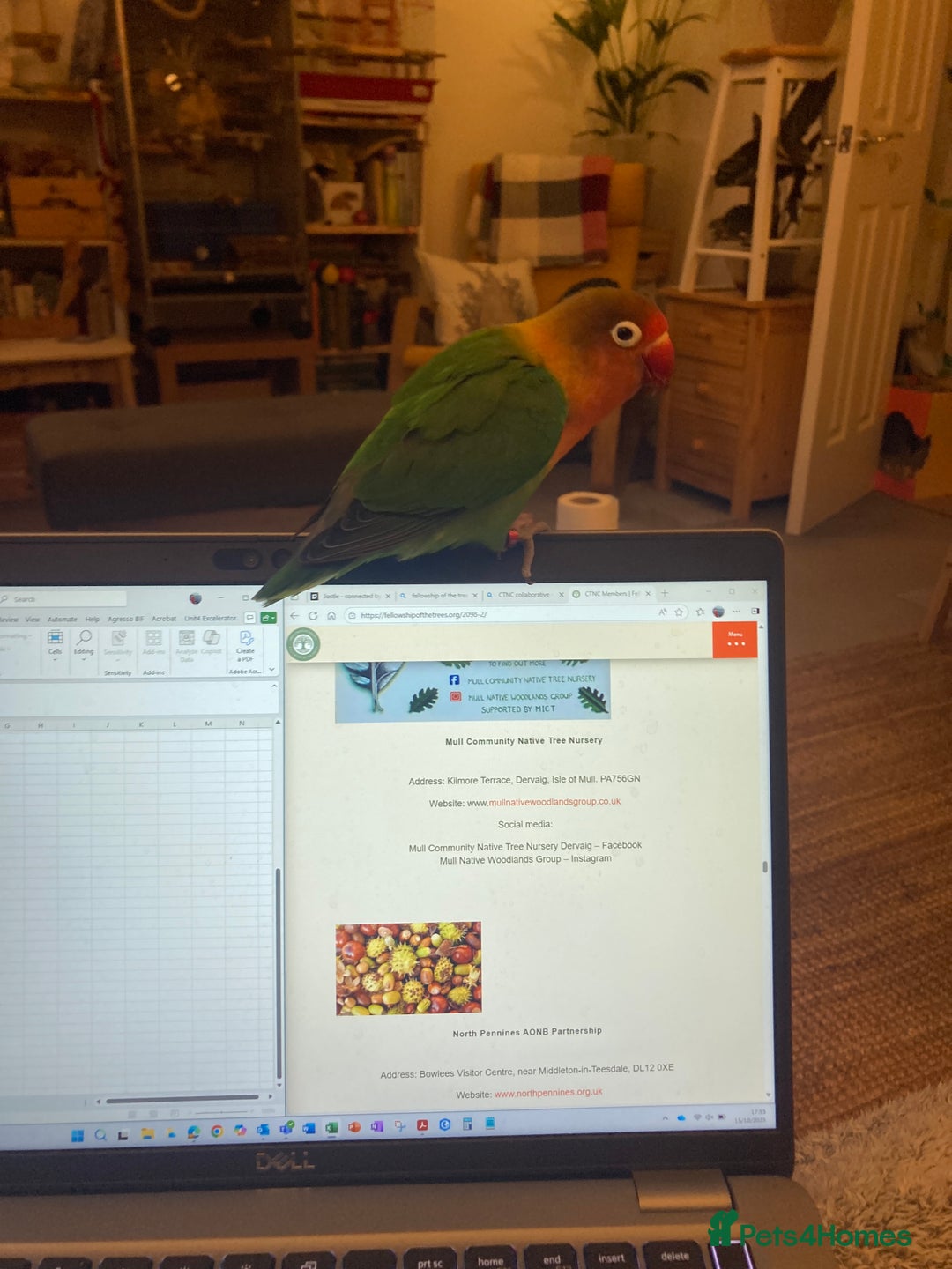 Lovebirds birds for sale: Lovebird Pair - Advert 4