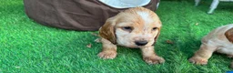 Cocker Spaniel dogs for sale: Show cocker spaniels - Advert 7