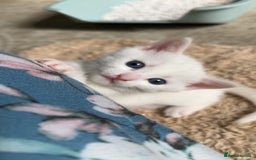 Mixed Breed cats for sale: Three mixed breed kittens for sale - Image 6
