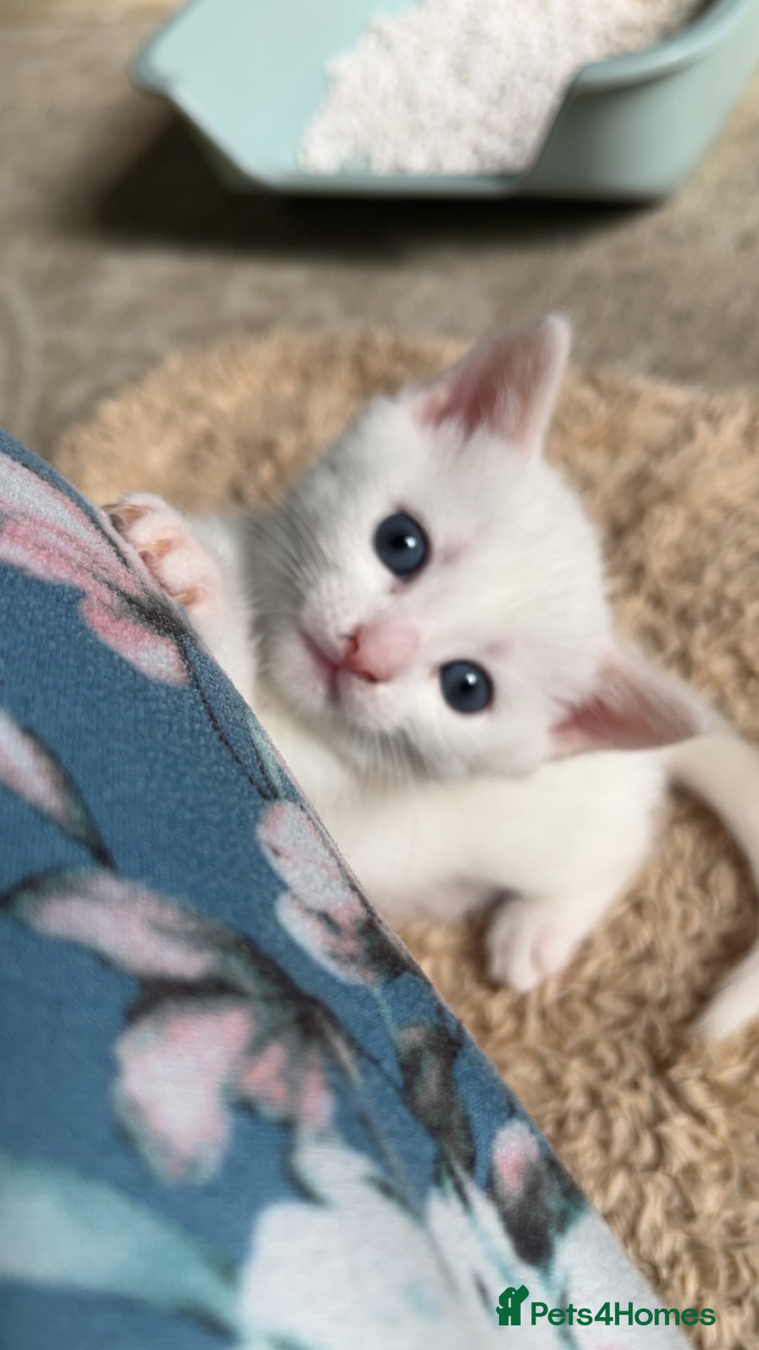 Mixed Breed cats for sale: Three mixed breed kittens for sale - Image 6