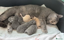 British Shorthair cats for sale: Registered British Shorthairs - Image 4