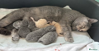 British Shorthair cats - Advert 6