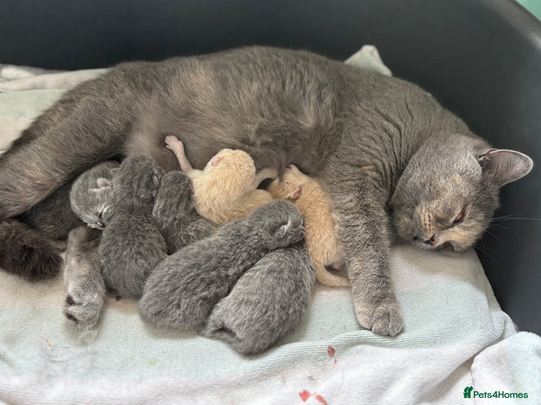 British Shorthair cats for sale: Registered British Shorthairs - Image 4