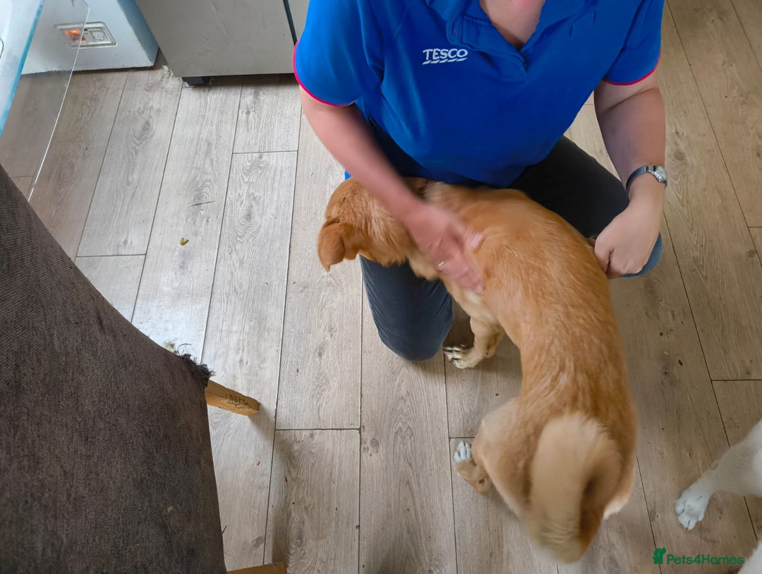 Mixed Breed dogs for sale: 7 Month Old Mixed Breed Puppy - Image 4