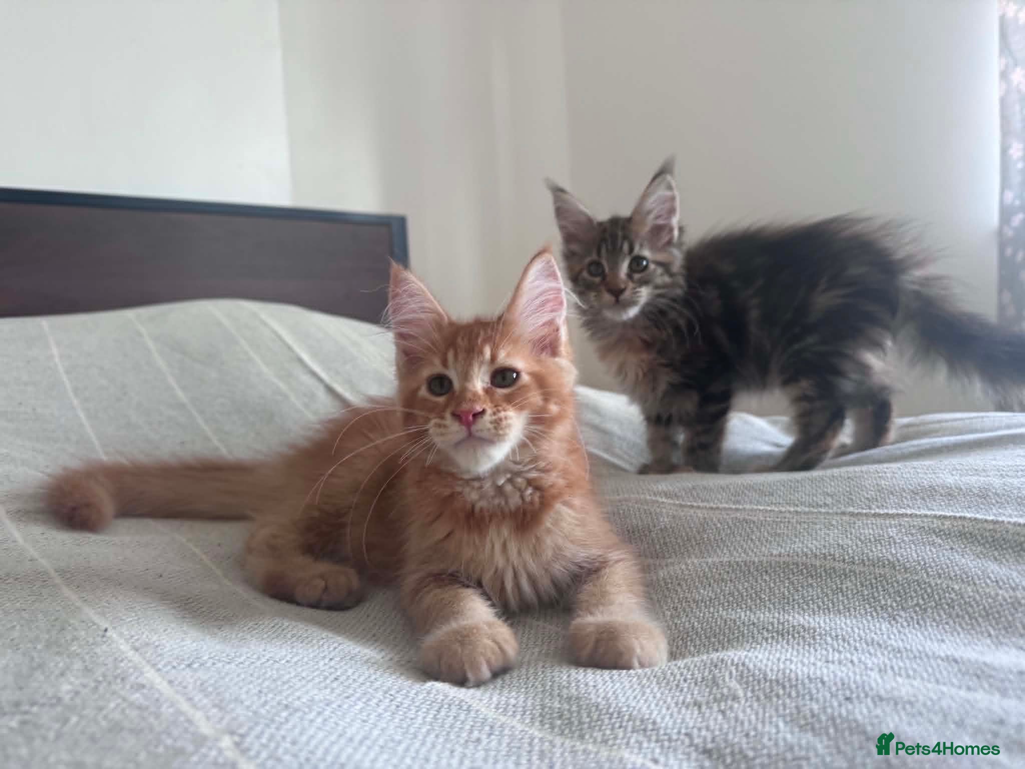 Maine Coon cats Purebred Maine Coon Kittens, TICA registered - Advert 14