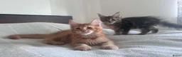 Maine Coon cats for sale: Purebred Maine Coon Kittens, TICA registered - Advert 1