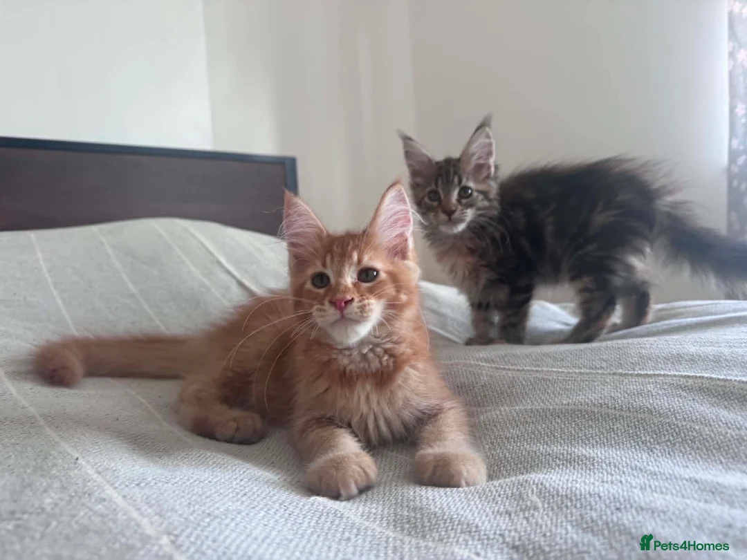 Maine Coon cats for sale: Purebred Maine Coon Kittens, TICA registered - Advert 1