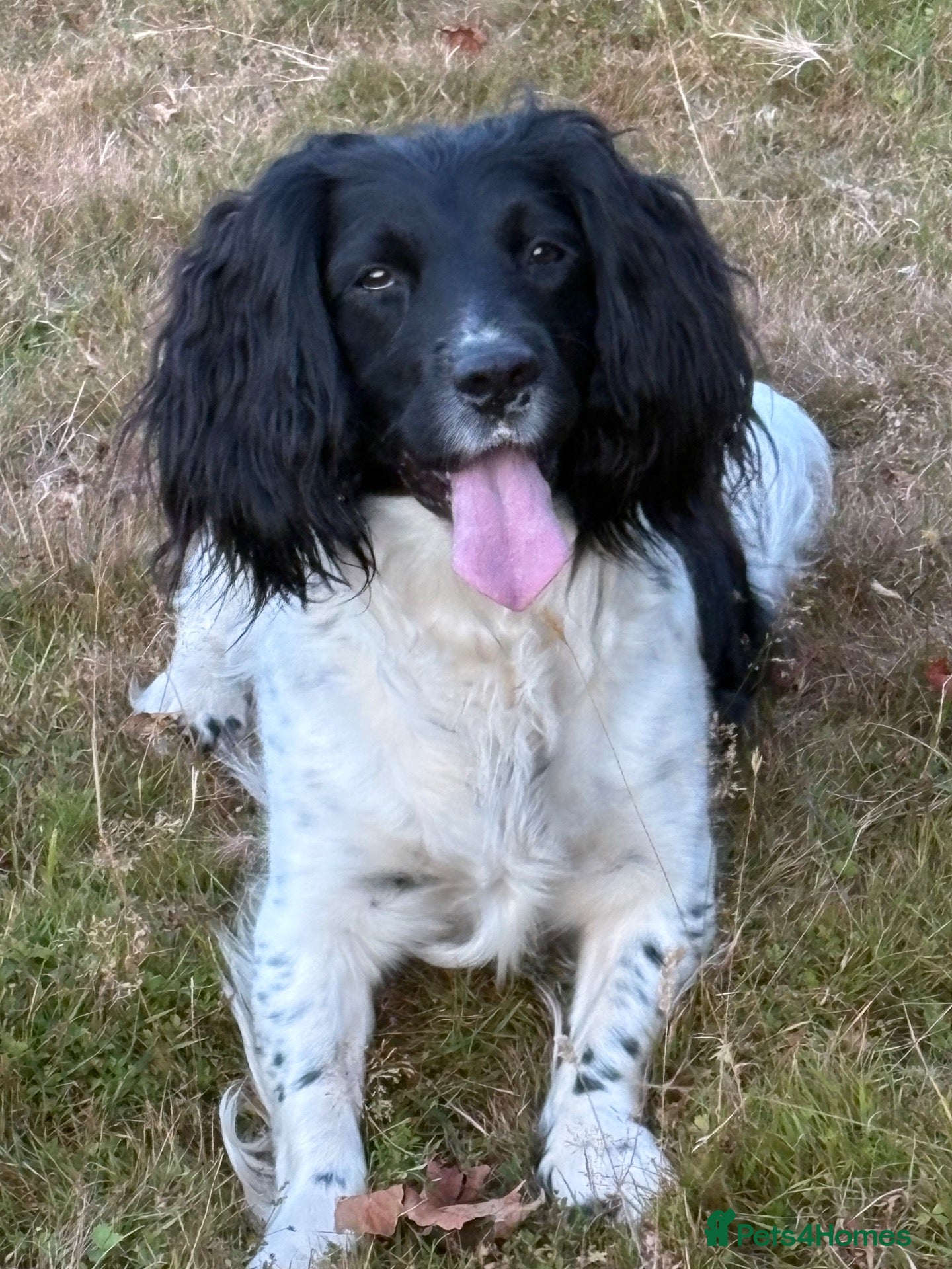 English Springer Spaniel dogs Outstanding litter looking for fantastic homes - Advert 6