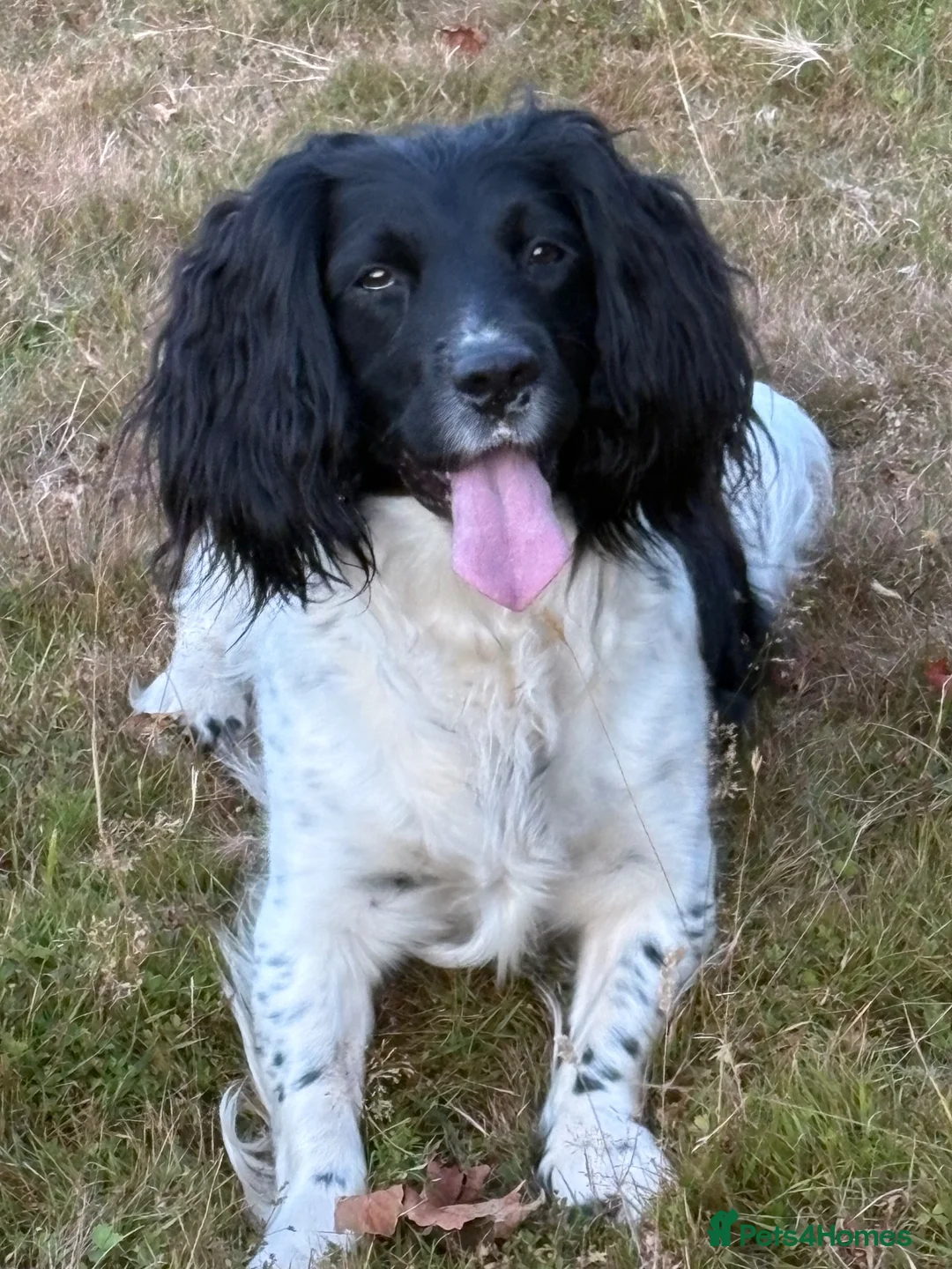 English Springer Spaniel dogs for sale: Outstanding litter looking for fantastic homes - Advert 1