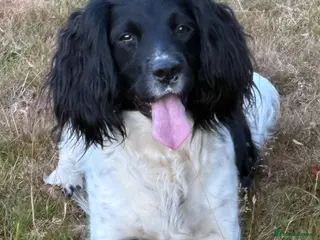English Springer Spaniel dogs Outstanding litter looking for fantastic homes - Advert 6