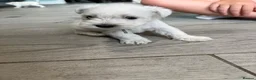 Miniature Schnauzer dogs for sale: KC Registered Miniature Schnauzer Puppies - Advert 26