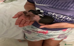 Guinea Pig rodents for sale: Guinea pigs (skinny) - Image 9