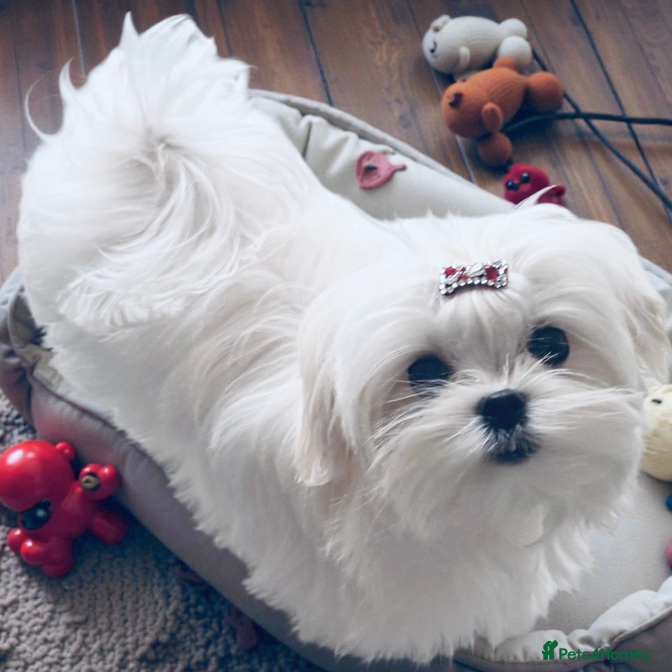 Maltese dogs 💎Last Boy Full Korean Maltese  Available💎 - Advert 6