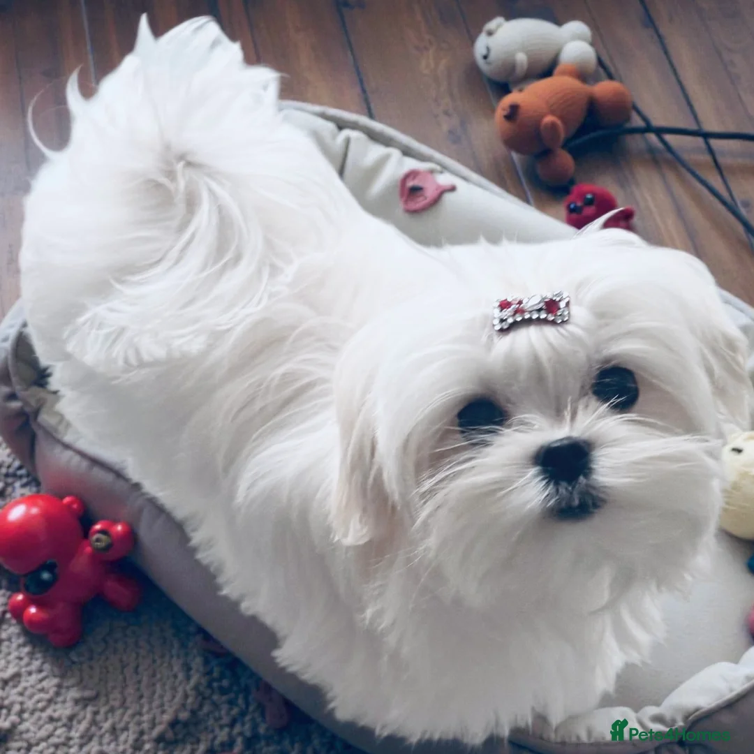 Maltese dogs for sale: 💎Last Boy Full Korean Maltese  Available💎 - Advert 1