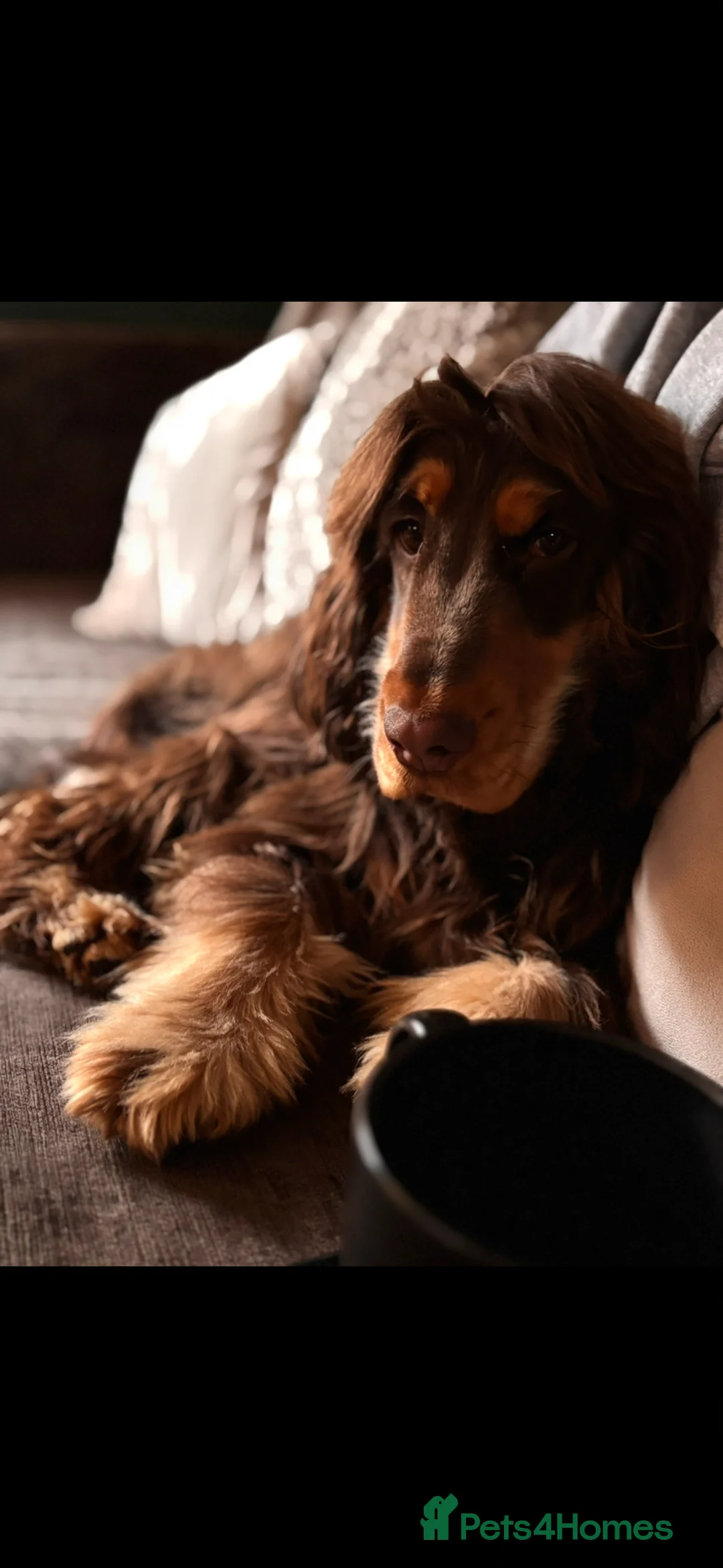 Cocker Spaniel dogs for stud: Choc&Tan show cocker stud - Advert 2