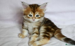 Siberian cats for sale: Beautiful purebred Siberian kittens-Hypoallergenic - Image 30
