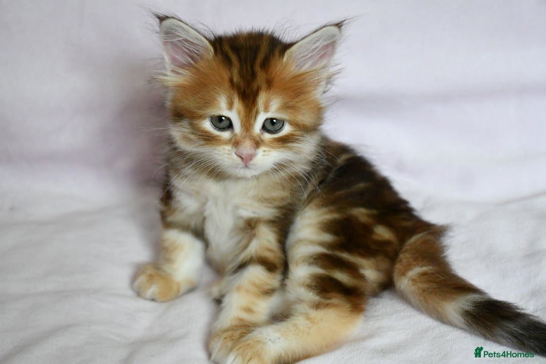 Siberian cats for sale: Beautiful purebred Siberian kittens-Hypoallergenic - Image 30