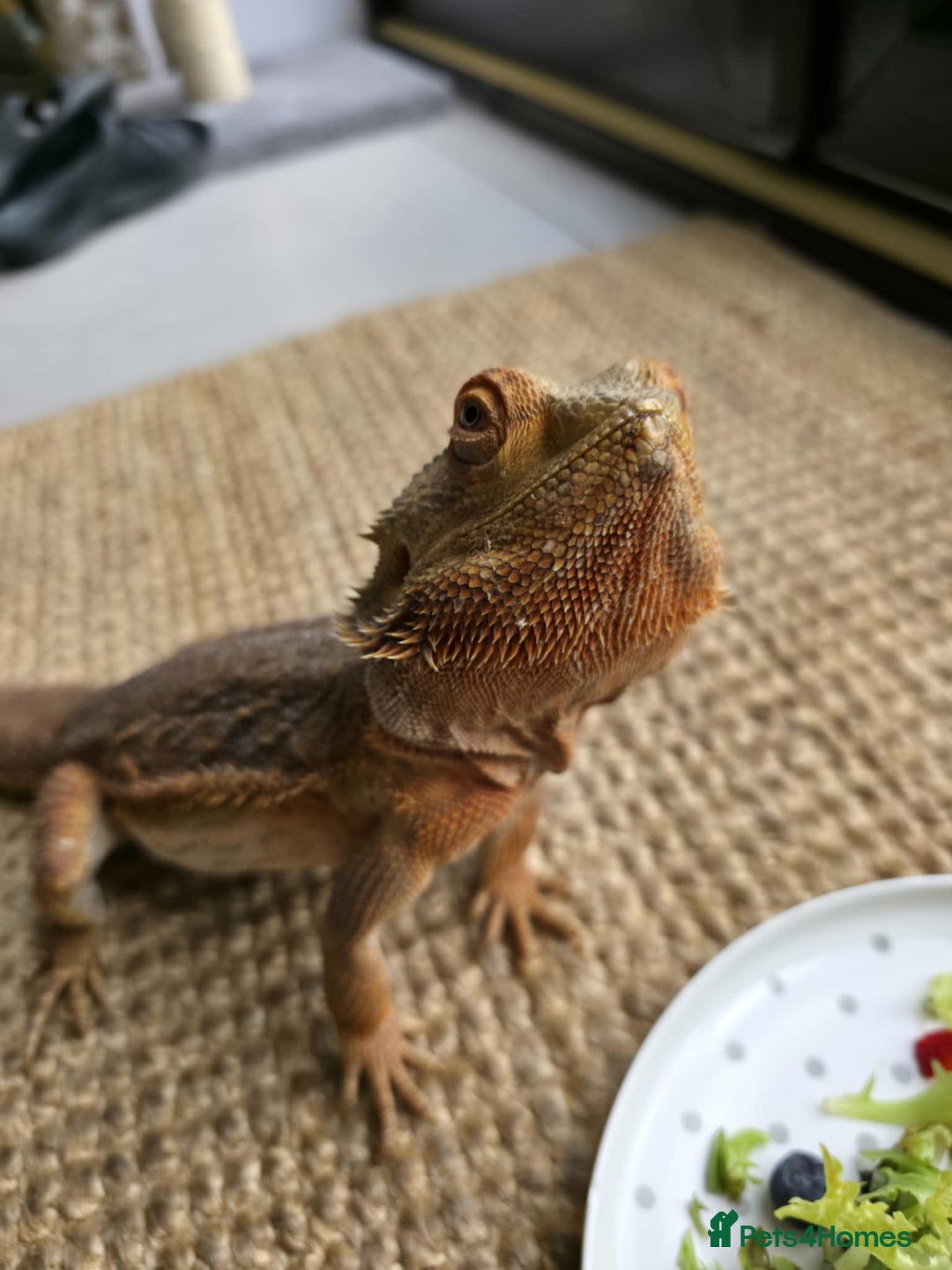 Bearded Dragon reptiles for sale: Alex looking for a loving home  - Image 7