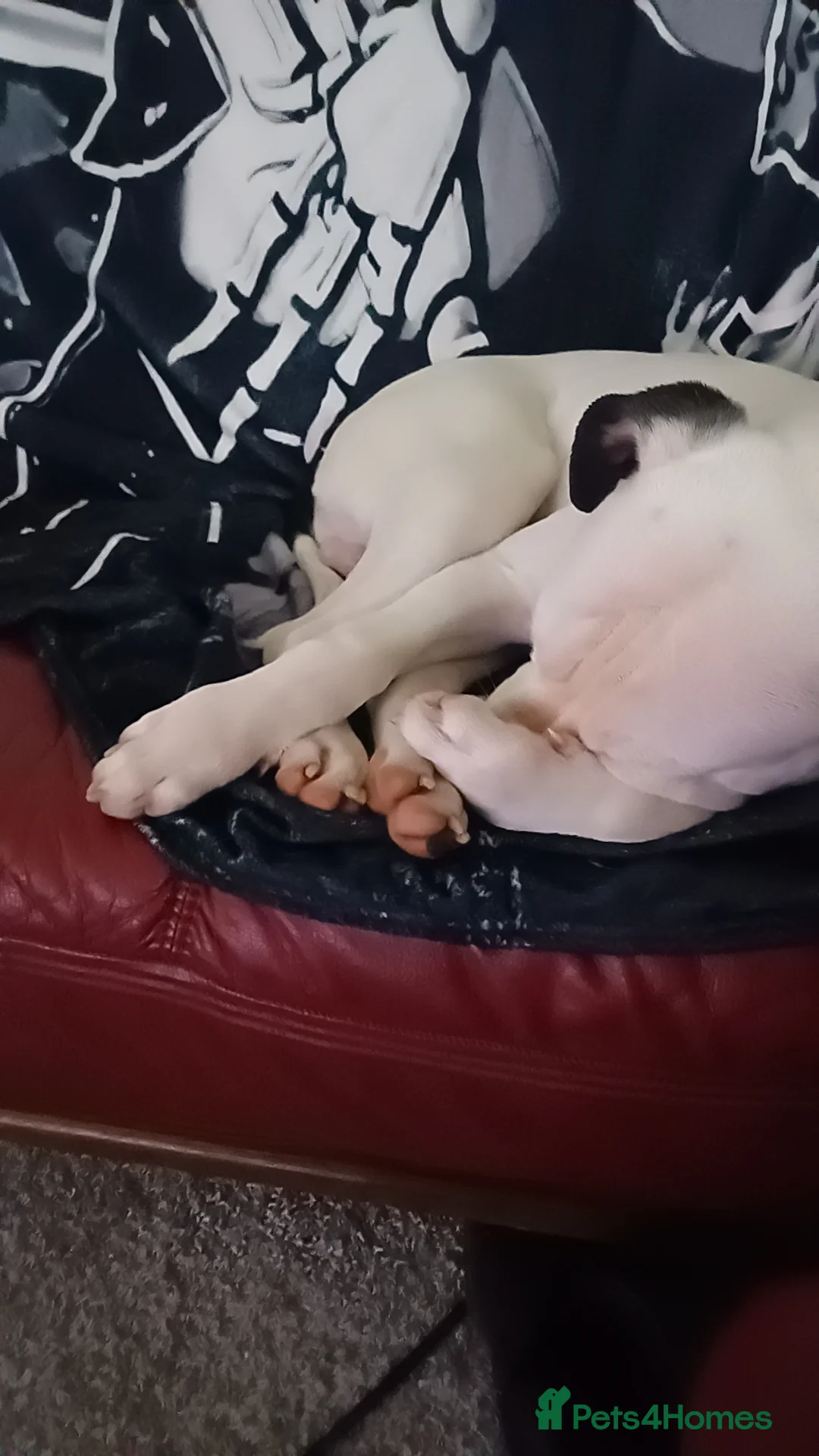 Mixed Breed dogs for sale: Zero - American Bully x Staffy - Advert 2