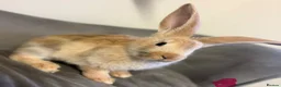 Continental Giant rabbits for sale: Pure Bred Continental Giants  - Advert 10