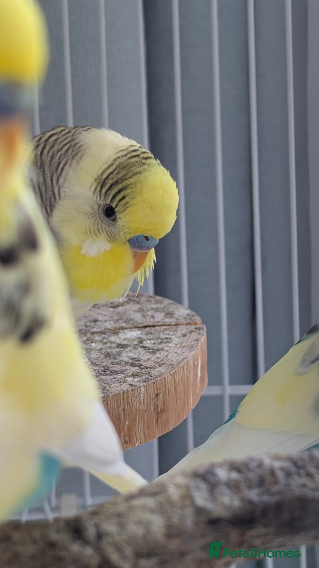Budgerigars birds for sale: Fully tamed 4 budgies with Cage, accessories,food - Image 27